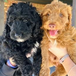 Aussiedoodle, Bernedoodle, Goldendoodle, and Poodle Puppies from Kingsfield Doodles