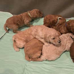 Poodles from Salina Querna