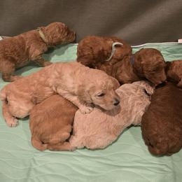 Poodles from Salina Querna