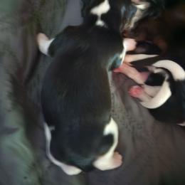 Boy 3 - Black and white male Shih Tzu puppy in Little Falls, Minnesota from Tough Shih