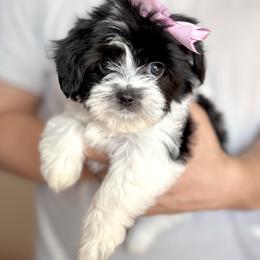 Fortuna - Black and white female Cavatzu puppy in Turlock, California from Charming Woofs