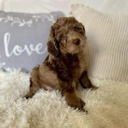 Labradoodle Puppies from Raising Doodles