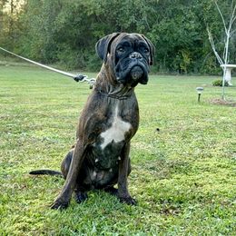 Eclipse - Boxer