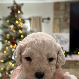 Zena - Cream female Goldendoodle puppy in Sarasota, Florida from Doodle Lovin