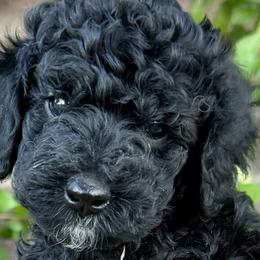 Bernedoodles and Poodles from Trinity Alps Bernedoodles