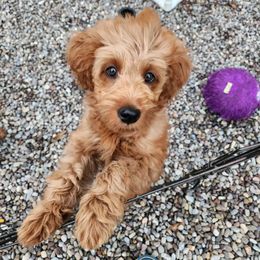 Boy 2 - Apricot Goldendoodle puppy in Webster, New York from Sacred Heart Doodles