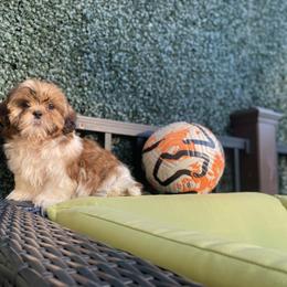Boy 2 Sunny - Liver and white male Shih Tzu puppy in Troy, Michigan from "Shihtzu Best Friend"