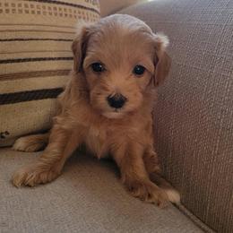 Chai - Apricot female Goldendoodle puppy in Mayville, Michigan from Guiding Light Doodles
