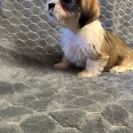 Lime Collar - Liver and white male Shorkie puppy in Staten Island, New York from Sensational Shorkies