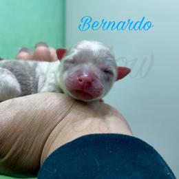 Bernardo - Merle male Chihuahua puppy in Patchogue, New York from Cloudshadow Kennels