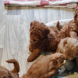 Aussiedoodle, Goldendoodle, and Miniature Australian Shepherd Puppies from JMR Aussies and Doodles
