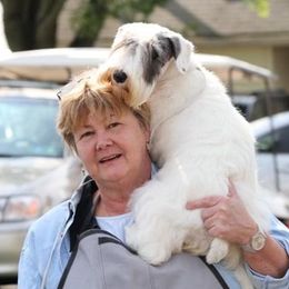 Sealyham Terriers from Thunder Rd
