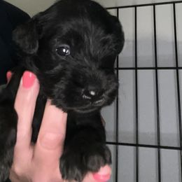 Girl 3 - Black Miniature Schnauzer puppy in Crossville, Tennessee from Farmers Creek Kennel