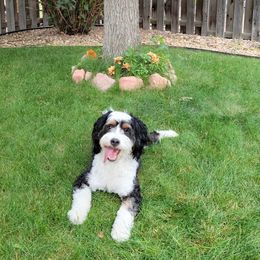 Bernedoodles from Willow Tails Bernedoodles