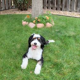 Bernedoodles from Willow Tails Bernedoodles