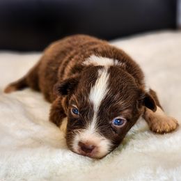 Betty - Red & white female Miniature Australian Shepherd puppy in Mc Alester, Oklahoma from Angel's Aussies