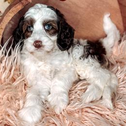 Lyric - Chocolate female Australian Labradoodle puppy in Decatur, Alabama from Southern Meadows Doodles