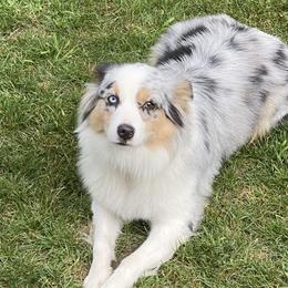 Nova - Miniature Australian Shepherd