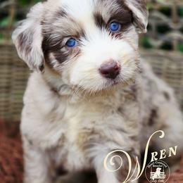 Wren - Price 4000 - Red merle female Aussiedoodle puppy in Ennis, Texas from God’s Little Aussies