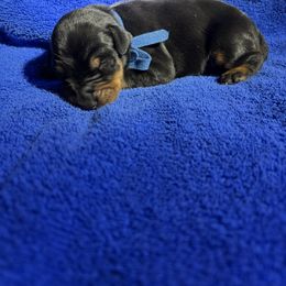 Lincoln - Black and rust male Doberman Pinscher puppy in Boyd, Texas from Team Feem Breeders
