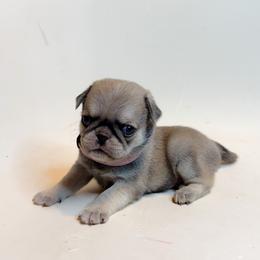 Lavender (purple) - Cream female Pug puppy in Hereford, Arizona from Broken Road Ranch Pugs