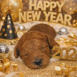 Cleopatra - Red  female Goldendoodle puppy in Boise, Idaho from Goldendoodle Baby