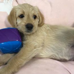 Double Doodle and Goldendoodle Puppies from Badgerland Goldendoodles