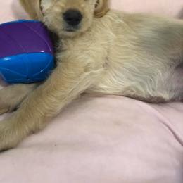 Double Doodle and Goldendoodle Puppies from Badgerland Goldendoodles