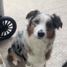 Elle - Australian Shepherd
