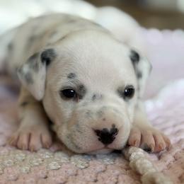 Male 2 - White and black male Dalmatian puppy in Lake Mathews, California from Bully Market
