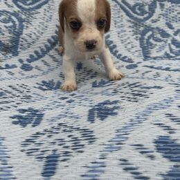 Boy 1 - Red and white male Beagle puppy in Lemoore, California from Linda's Puppies