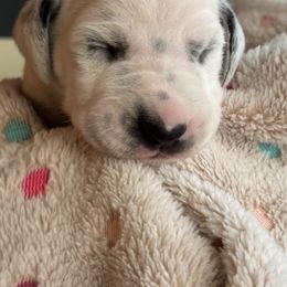 Trapper keeper - White and black male Dalmatian puppy in Carlsbad, New Mexico from ECMO Farm Dalmatians & Labrador Retrievers