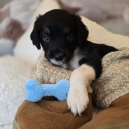 Elvis - Black male Double Doodle puppy in Prescott Valley, Arizona from Ramirez Family Doodles