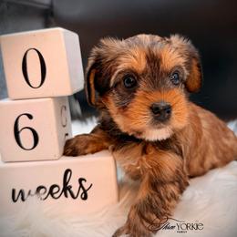 Chocolate girl - Chocolate and tan female Yorkshire Terrier puppy in Machesney Park, Illinois from Three Yorkie Family