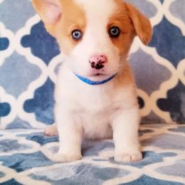 American Corgi and Pembroke Welsh Corgi Puppies from Whimsical Treasure Corgis