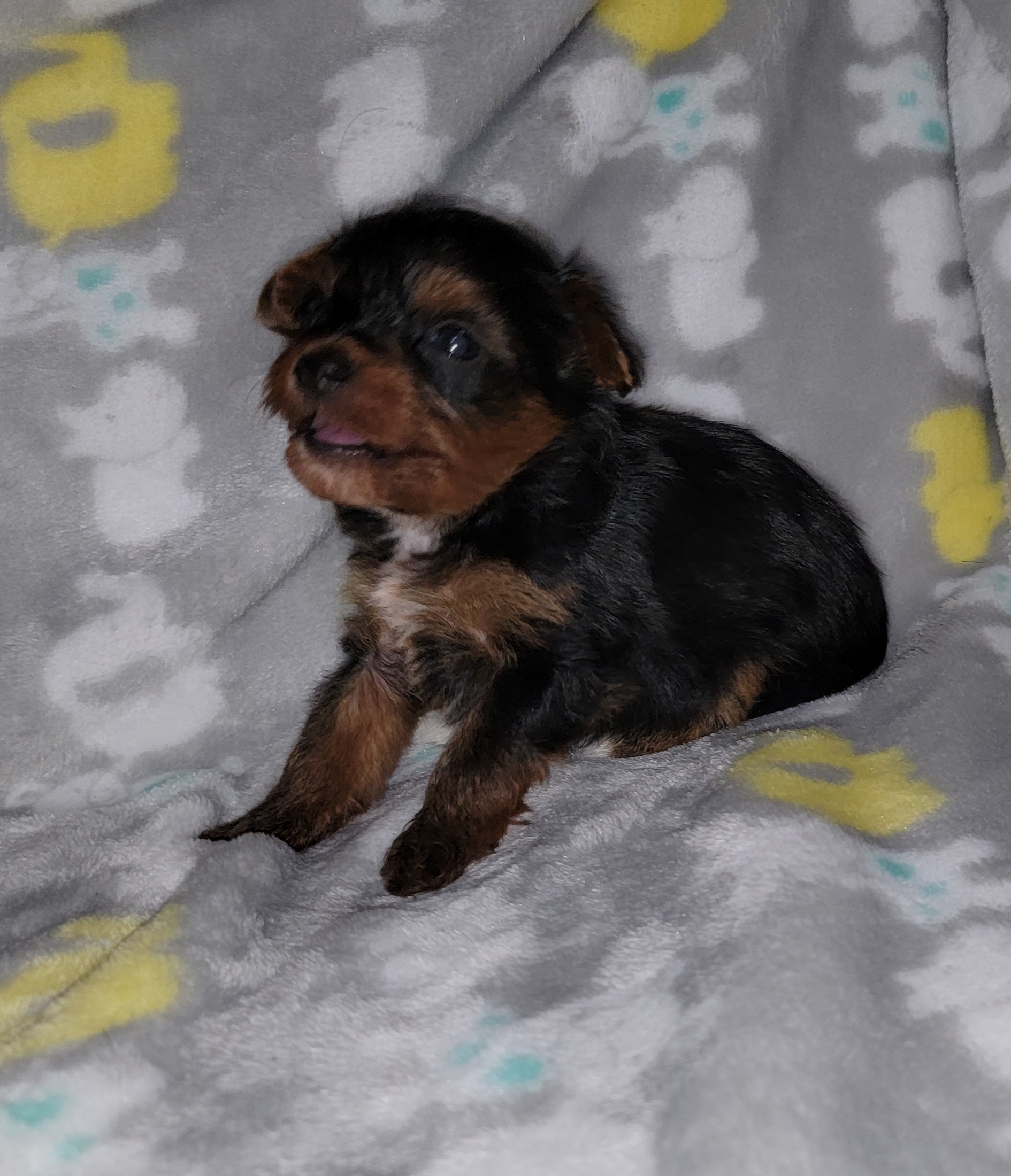 Yorkipoo and Yorkshire Terrier Puppies from Jacey Tatum