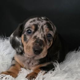 Baby Boy Leo - Dapple male Dachshund puppy in Polo, Missouri from Cool Runnin Dachshunds