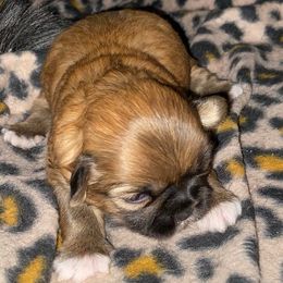 Shihpoos and Shih Tzus from Thunder Doodle Kennels