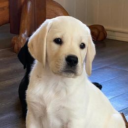 Labrador Retrievers from Wood’s Rest