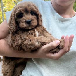 Violet - Red female Cavapoo puppy in Midland, North Carolina from Rocky River Cavapoos