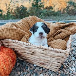 Autumn - Brown and white female Aussiedoodle puppy in Tryon, North Carolina from Melrose Mountain Farm
