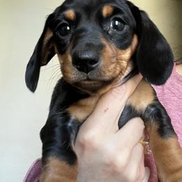 Dachshund Puppies from Dachshund Family Love Breeders