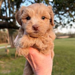 Jazz - Wheaten female Miniature Schnauzer puppy in Silver Creek, Mississippi from Mamie’s Minis, LLC