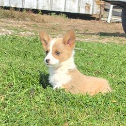 Female 5 - Sable female American Corgi puppy in Campbellsburg, Indiana from Kates Corgis