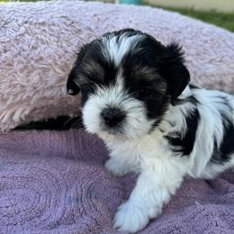 Millie - Black gold and white female Shorkie puppy in Land O Lakes, Florida from Tiny Tales Co.