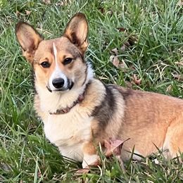 Nugget - Pembroke Welsh Corgi