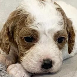 Cavapoos from Pizazz Puppies