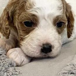 Cavapoos from Pizazz Puppies
