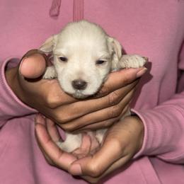 Kara- Amora - White female Miniature Schnauzer puppy in Pearland, Texas from K & S Schnauzers