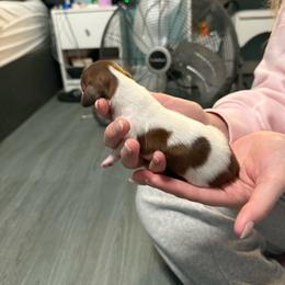 Female 3 - Piebald female Dachshund puppy in Houma, Louisiana from Portier’s Mini Dachshunds